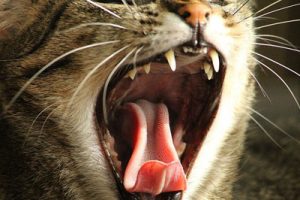 Cat Yawning