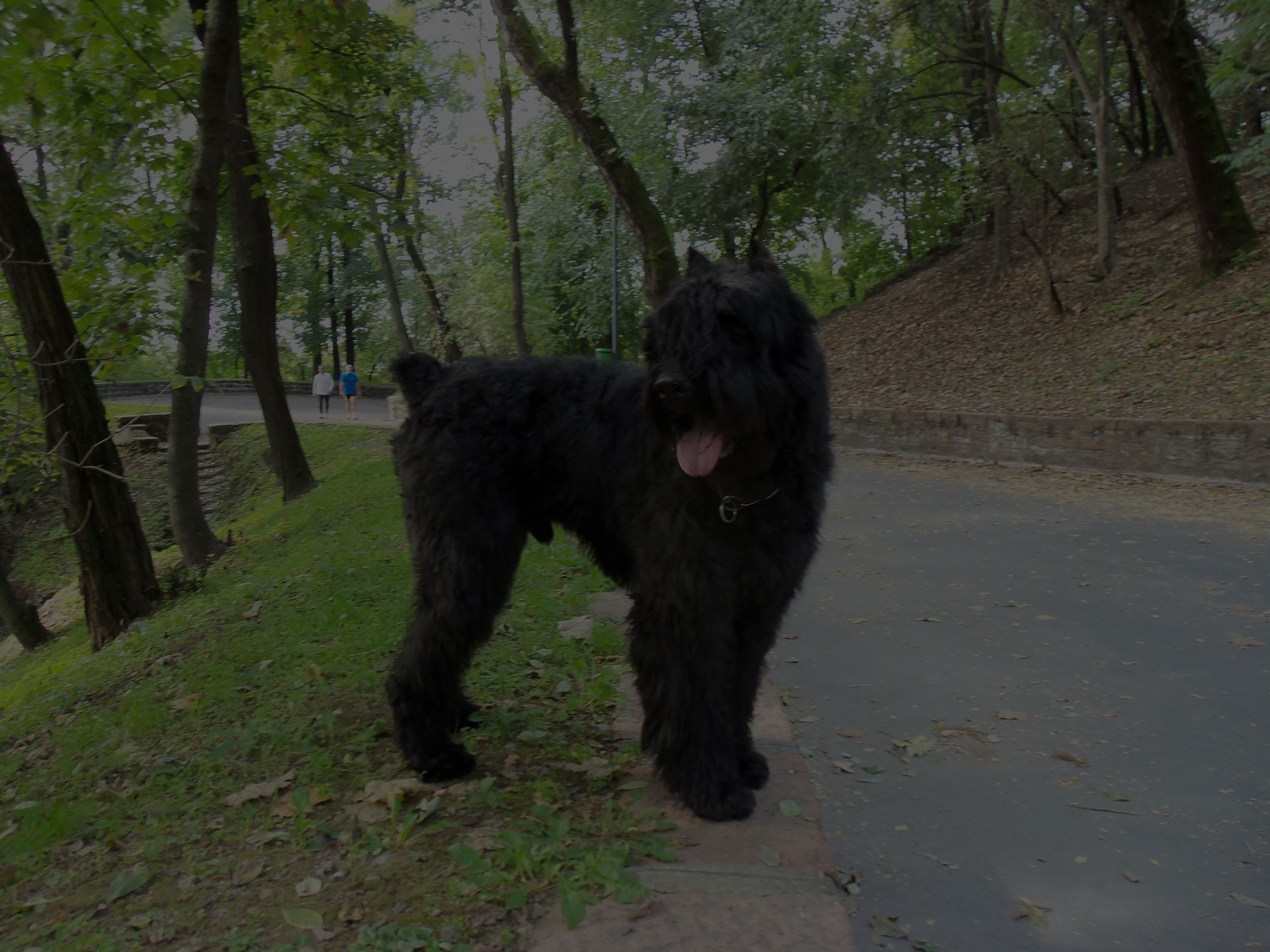 Black dog on road