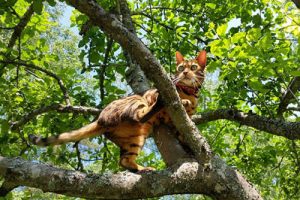 cat on the tree