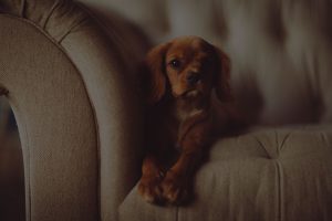 Dog sitting on sofa