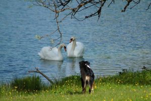 Dog looking at ducks in the lake
