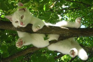 White on tree