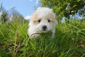 Puppy in grass