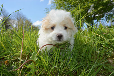 Puppy-&-Kitten-Exams Puppy in grass