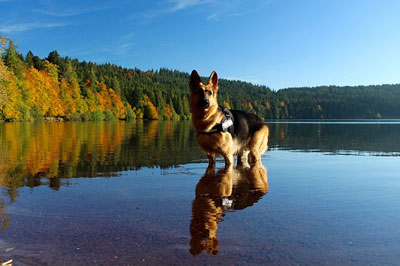 Radiology German Sheperd in the lake