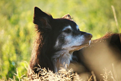 Senior-Exams Dog sitting in the field