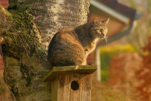 Cat on tree