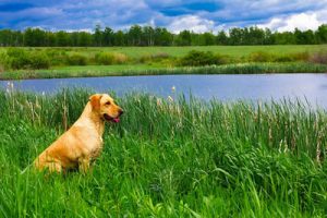 dog sitting on grass by the lake