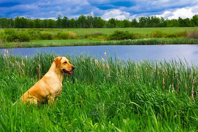 Ultrasound dog sitting on grass by the lake