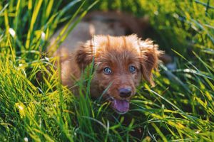 Dog in the grass