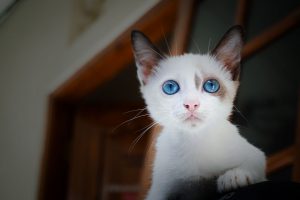 cat looking at camera