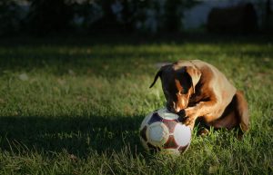 Dog playing with fotball on the field