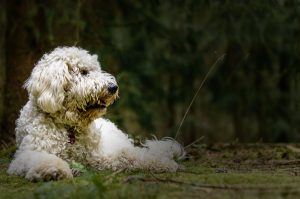 Dog sitting on the field