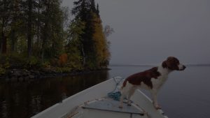 Dog in the boat