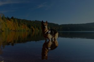 German Sheperd in lake