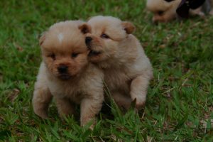 Two puppies playing on grass