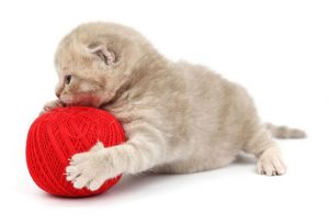 Kitten playing with Yarn