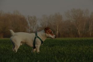 Dog in the farm