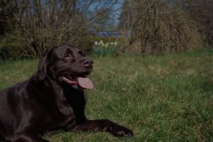 Black dog sitting on grass