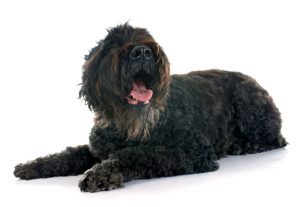 Dog on white background